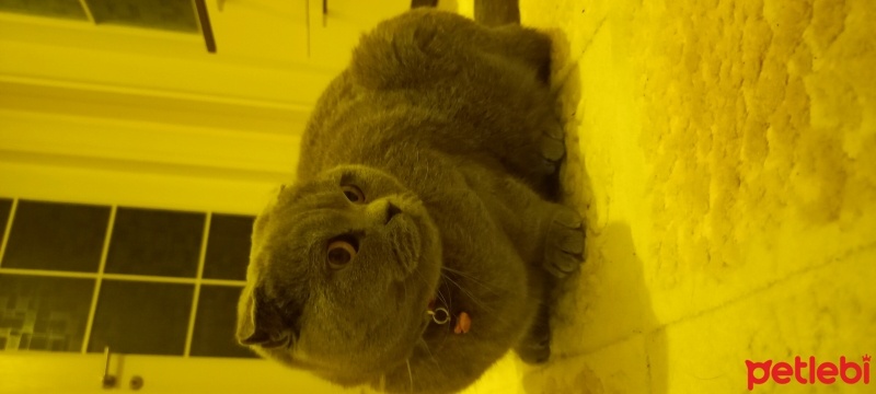 Scottish Fold, Kedi  Gümüş fotoğrafı