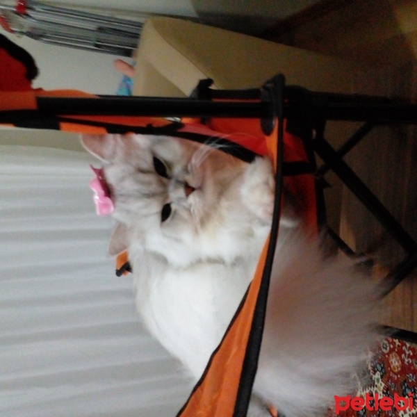 Chinchilla, Kedi  Duman fotoğrafı