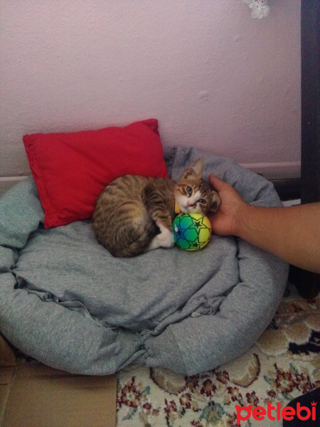 Tekir Kedi, Kedi  Rüzgar fotoğrafı