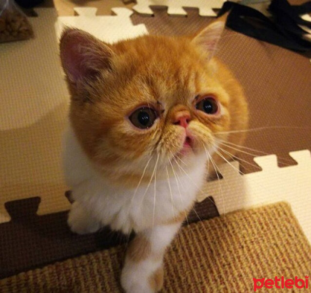 Exotic Shorthair, Kedi  Dingil fotoğrafı