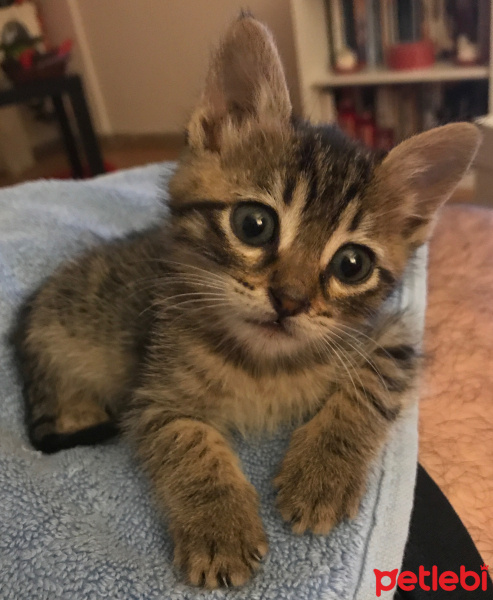 Tekir Kedi, Kedi  Mia fotoğrafı