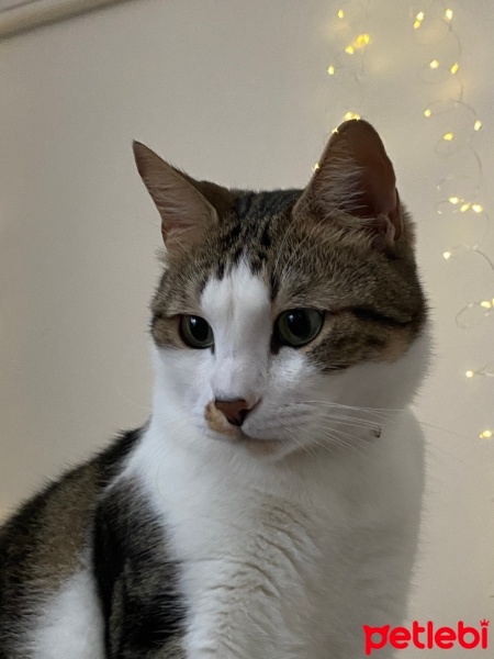 Tekir Kedi, Kedi  Bulut fotoğrafı