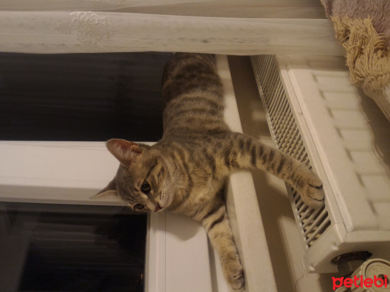 Tekir Kedi, Kedi  Marry fotoğrafı