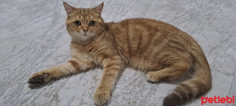 British Shorthair, Kedi  Bal fotoğrafı