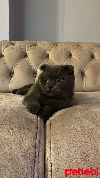 Scottish Fold, Kedi  cafer fotoğrafı