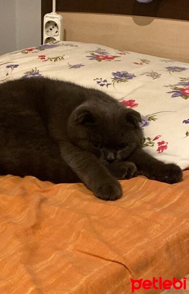 Scottish Fold, Kedi  cafer fotoğrafı