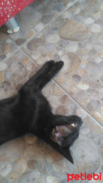 Tekir Kedi, Kedi  Maya - Pırpır - Huysuz Adlı Yavru Kediler fotoğrafı
