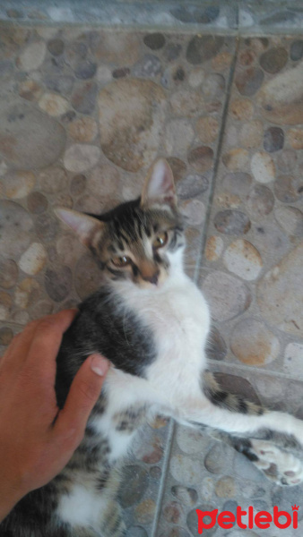 Tekir Kedi, Kedi  Maya - Pırpır - Huysuz Adlı Yavru Kediler fotoğrafı