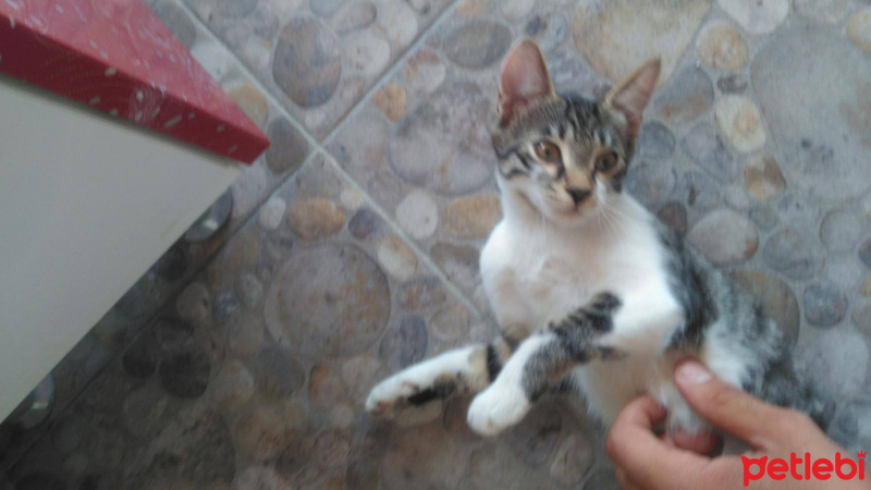 Tekir Kedi, Kedi  Maya - Pırpır - Huysuz Adlı Yavru Kediler fotoğrafı