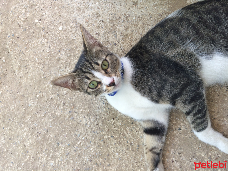 Ankara Kedisi, Kedi  Arya fotoğrafı