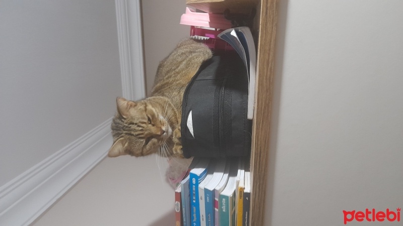 Tekir Kedi, Kedi  Venüs fotoğrafı