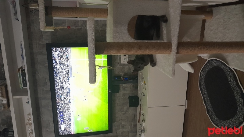 Mavi Rus, Kedi  Luna fotoğrafı