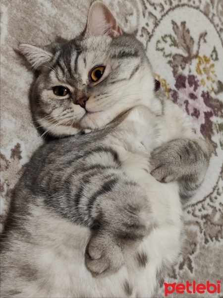 British Shorthair, Kedi  Balım fotoğrafı
