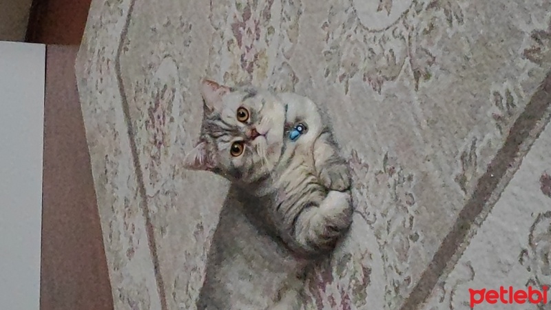 British Shorthair, Kedi  Balım fotoğrafı