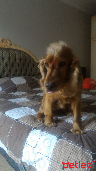 İngiliz Cocker Spaniel, Köpek  Shagy fotoğrafı