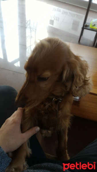 İngiliz Cocker Spaniel, Köpek  Shagy fotoğrafı