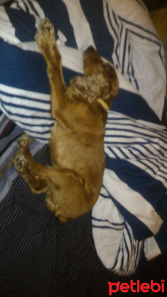 İngiliz Cocker Spaniel, Köpek  Shagy fotoğrafı