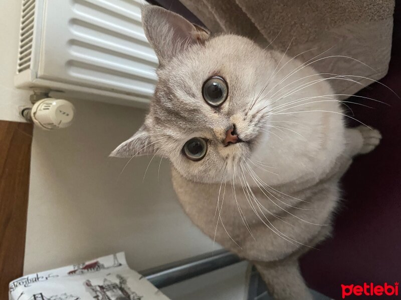 British Shorthair, Kedi  Pati fotoğrafı