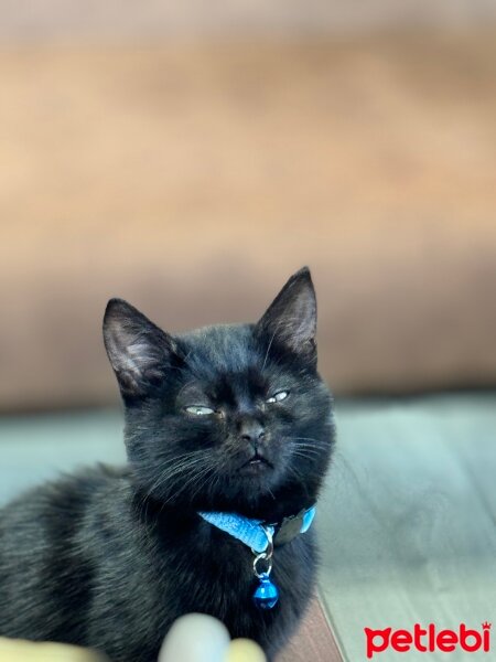 British Shorthair, Kedi  British kara boncuk fotoğrafı