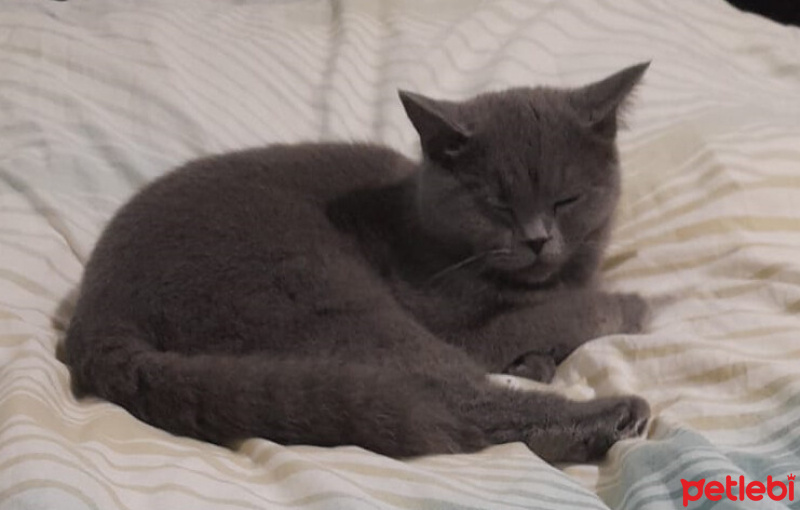 British Shorthair, Kedi  Zilşan Luna fotoğrafı