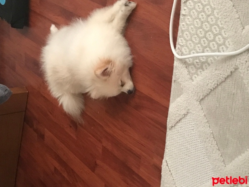 Pomeranyalı, Köpek  RİO fotoğrafı