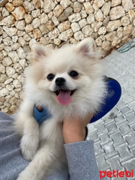 Pomeranyalı, Köpek  RİO fotoğrafı