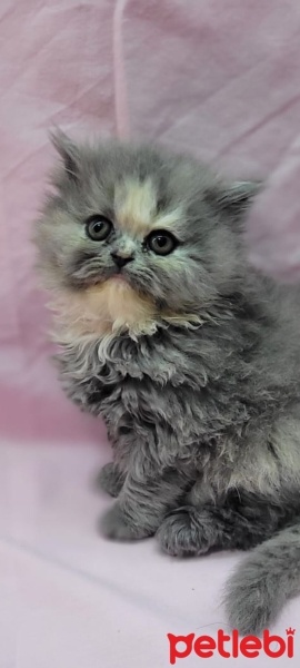 İran Kedisi (Persian), Kedi  Miya fotoğrafı