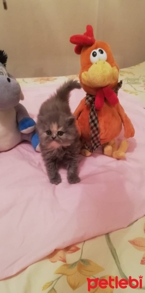 İran Kedisi (Persian), Kedi  Miya fotoğrafı