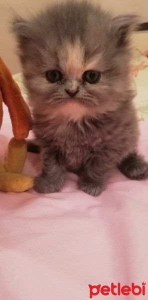 İran Kedisi (Persian), Kedi  Miya fotoğrafı
