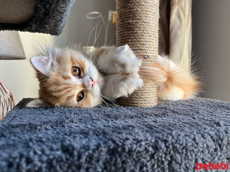 British Longhair, Kedi  Nora fotoğrafı