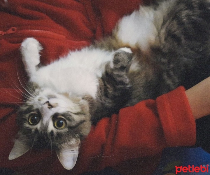 Tekir Kedi, Kedi  Sherlock fotoğrafı