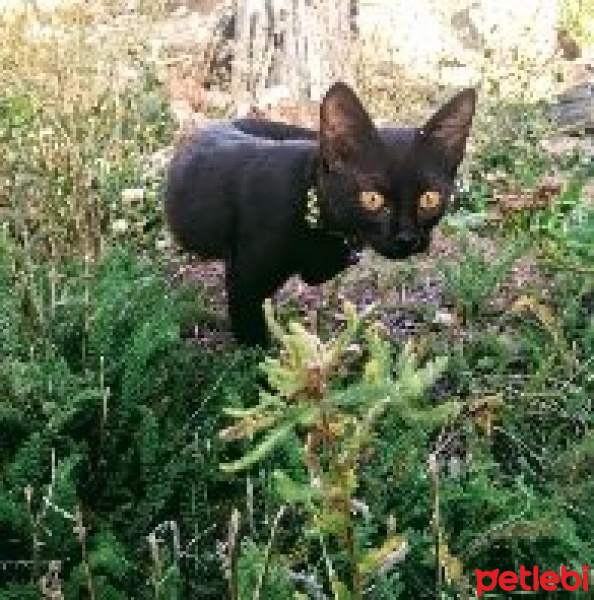 Bombay, Kedi  Gölge fotoğrafı