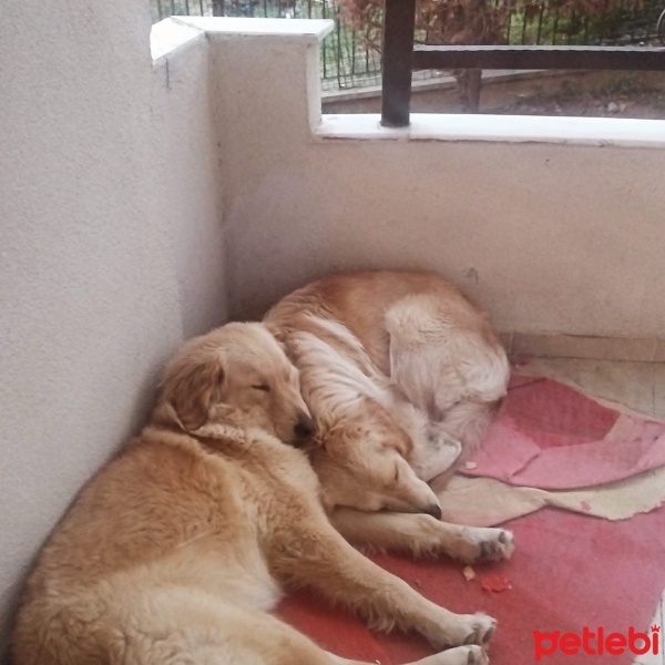 Golden Retriever, Köpek  Elsa ve Bella fotoğrafı