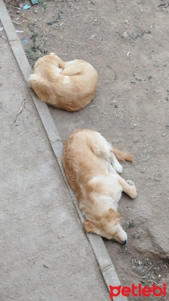 Golden Retriever, Köpek  Elsa ve Bella fotoğrafı