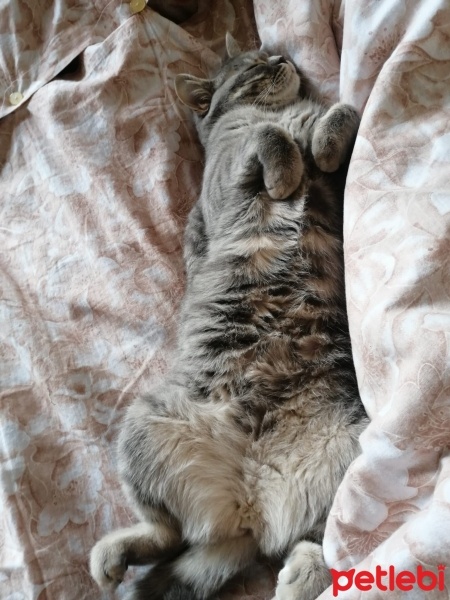 British Shorthair, Kedi  Matilda fotoğrafı
