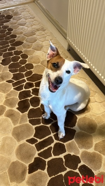 Jack Russell Terrier, Köpek  Badem fotoğrafı