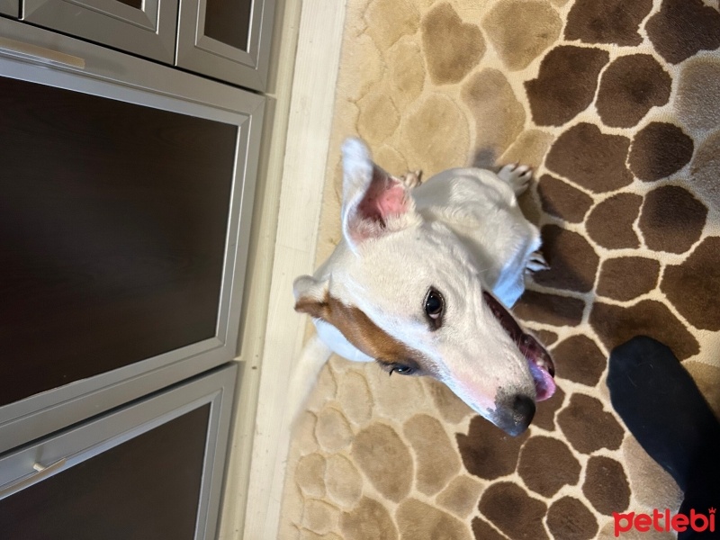 Jack Russell Terrier, Köpek  Badem fotoğrafı