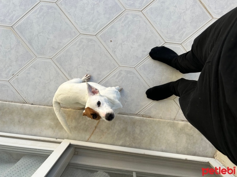 Jack Russell Terrier, Köpek  Badem fotoğrafı