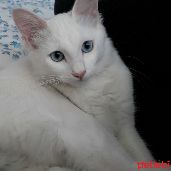 Van Kedisi, Kedi  Kivi fotoğrafı
