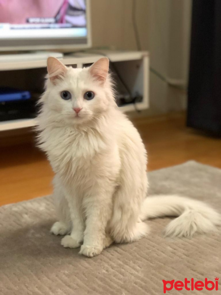 Van Kedisi, Kedi  Kivi fotoğrafı