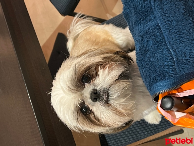 Shih Tzu, Köpek  Peri fotoğrafı