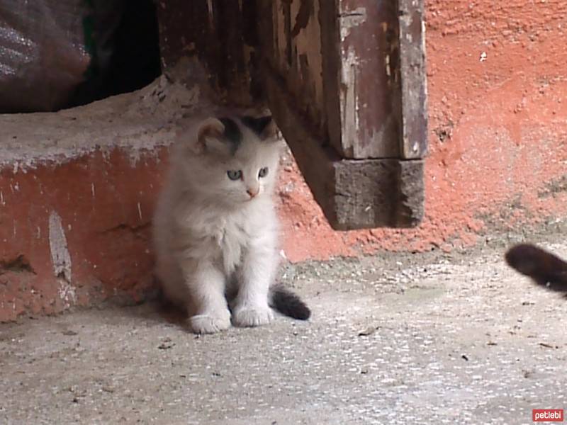 Tekir Kedi, Kedi  Pamuk fotoğrafı