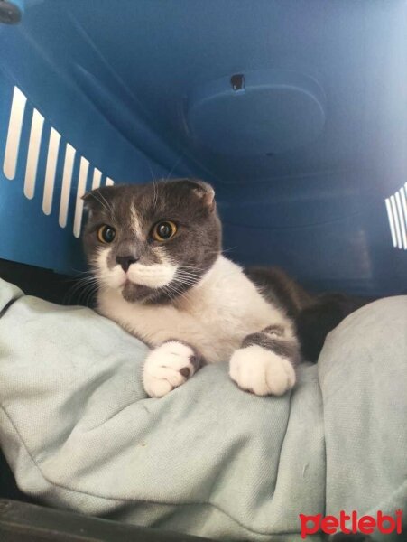 Scottish Fold, Kedi  Karamel fotoğrafı