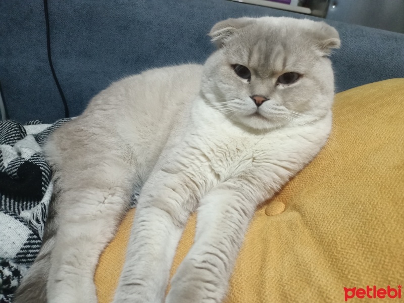 Scottish Fold, Kedi  Zac fotoğrafı