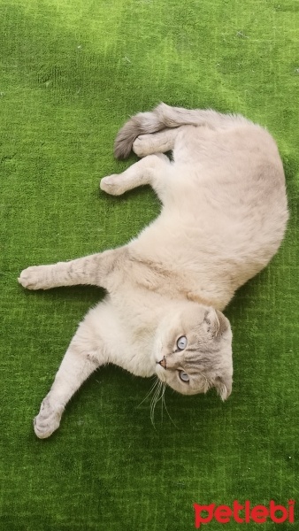 Scottish Fold, Kedi  Zac fotoğrafı