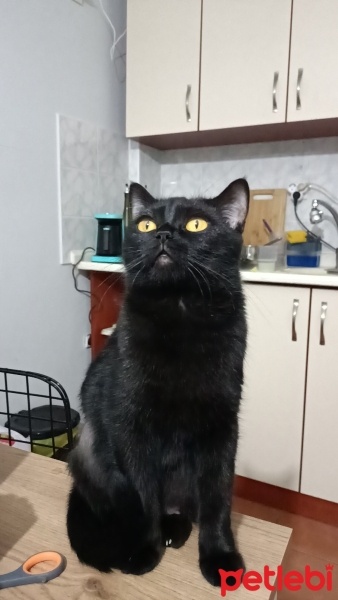British Shorthair, Kedi  Luna fotoğrafı