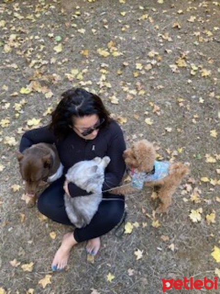 Poodle (Minyatür Kaniş), Köpek  Kahve , cola ve kanat fotoğrafı