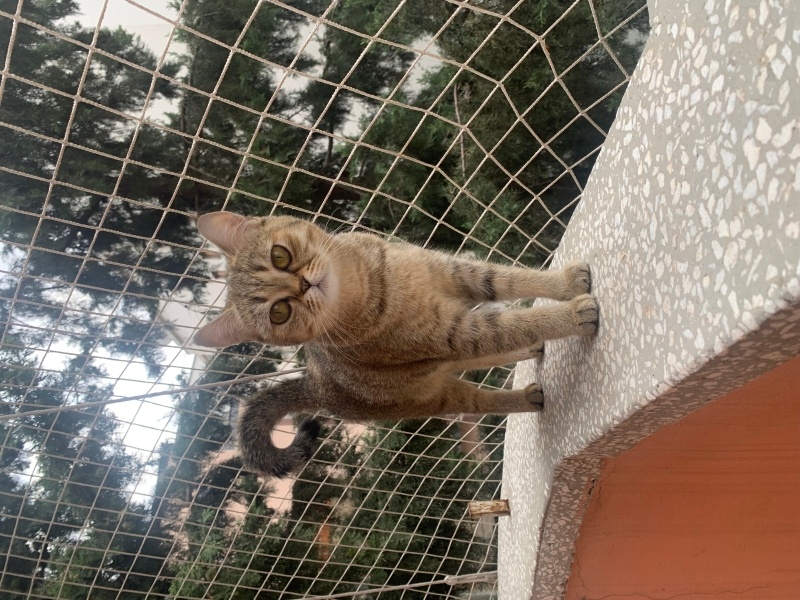 British Shorthair, Kedi  Fıstık fotoğrafı
