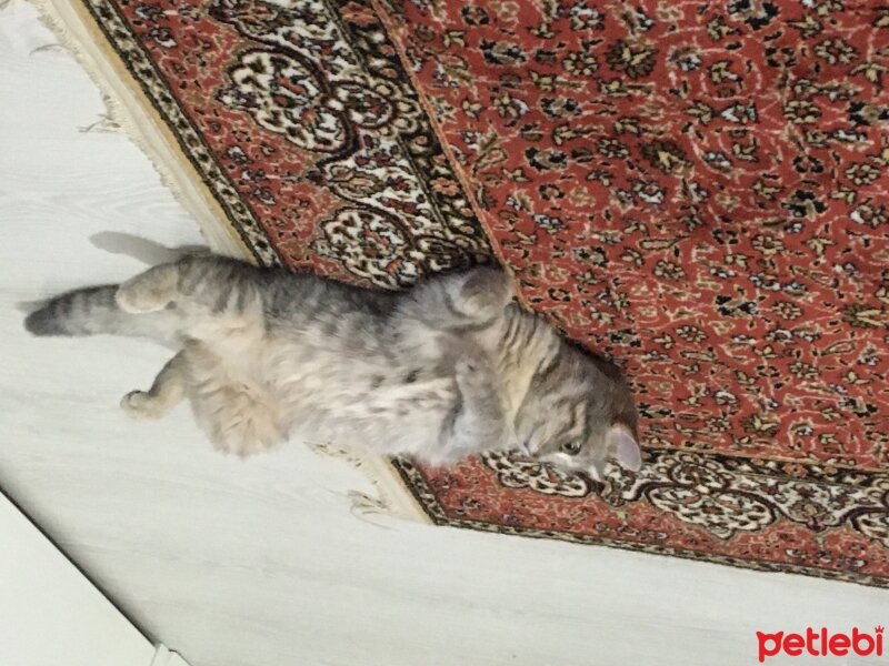 British Shorthair, Kedi  Gümüş fotoğrafı