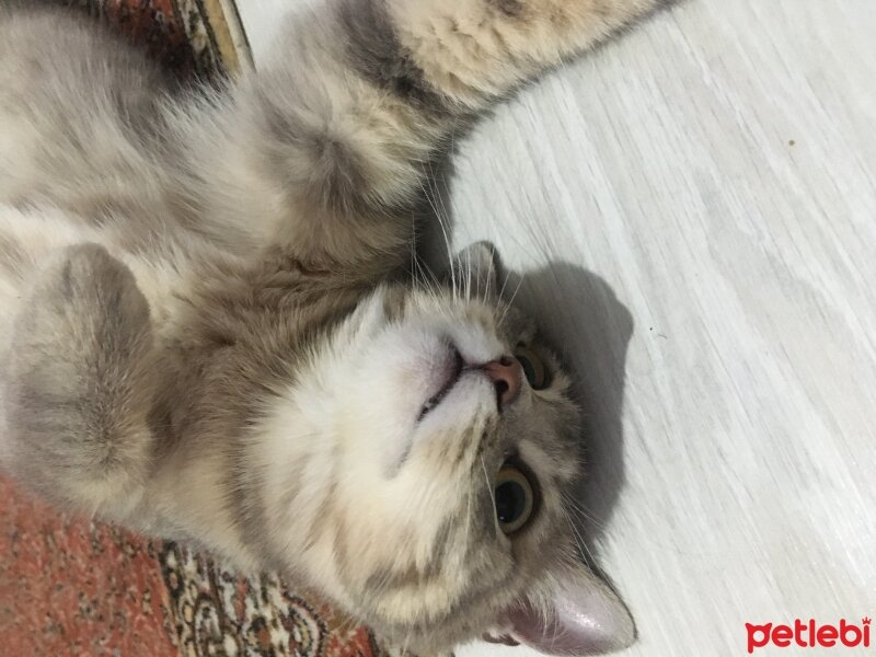 British Shorthair, Kedi  Gümüş fotoğrafı